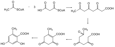 Biosynthesis of orsellinic acid from polyketide intermediate. Orsellinsaure is.svg