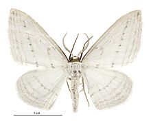 Ortoclydon praefectata male.jpg