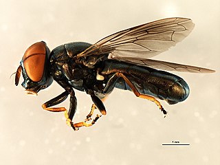 <i>Orthonevra anniae</i> Species of fly