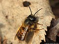 Osmia rufa (Linnaeus, 1758)