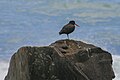 * Nomination Variable Oystercatcher (Haematopus unicolor) in New Zealand --Poco a poco 12:04, 14 May 2022 (UTC) * Promotion  Support Good quality. --Ermell 22:14, 14 May 2022 (UTC)