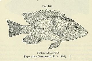<i>Otopharynx tetrastigma</i> species of fish