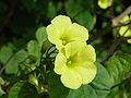 Blüten des Nickenden Sauerklee (Oxalis pes-caprae)