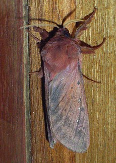 Oxycanus rufescens 75721728.jpg