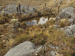 Páramo del Consuelo 10, Boyacá, Colombia.jpg