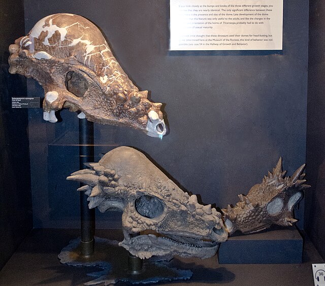 Casts of three skulls, representing possible growth stages, Museum of the Rockies