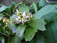 Description de l'image Pachysandra terminalis - Fleurs.jpg.