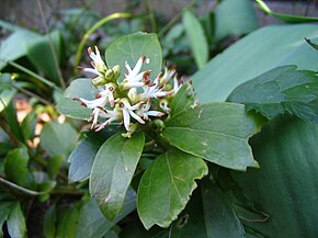 Descripción de la imagen Pachysandra terminalis - Flowers.jpg.