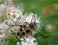 Пахіта чотириплямиста (Pachyta quadrimaculata Linnaeus, 1758)