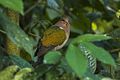 Pacific Emerald Dove - Kingfisher Park - Queensland.jpg