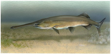 07/08: Il·lustració d'un peix espàtula (Polyodon spathula)