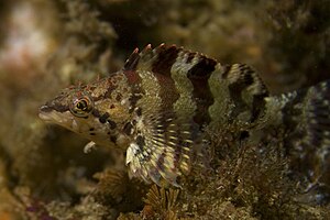 Oxylebius pictus біля узбережжя Каліфорнії