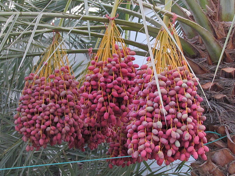 File:Palm dates bunch.JPG