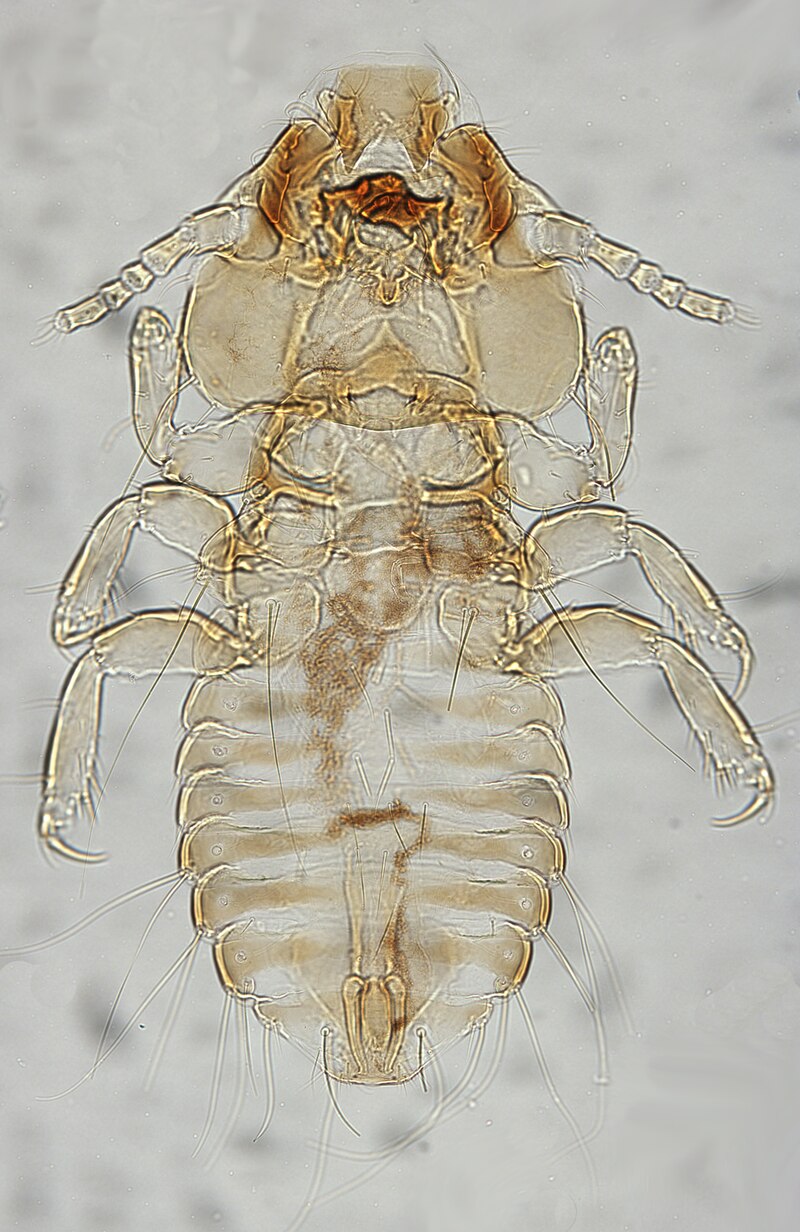 Palmaellus inexpectatus.tif