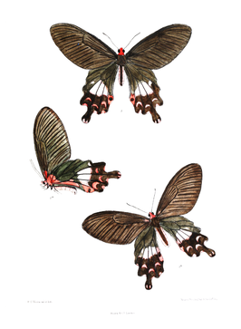 Papilio janaka