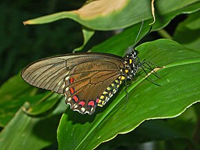 Beschrijving van de Papilionidae - Battus ingenuus..JPG afbeelding.