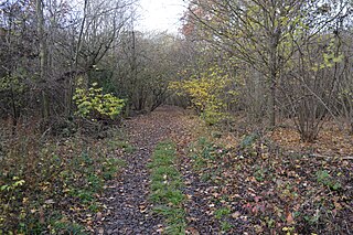 Papworth Wood