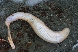 Les Molpadida comme ce Paracaudina chilensis vivent enfouis dans le sable, ont des tentacules courts et sont munis d'un appendice caudal.