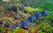 Parascyllium variolatum port phillip bay.jpg