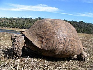 Echte Landschildkröten (Testu