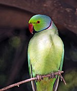 A male of Rose-ringed parakeet (Psittacula krameri) in India Parrot India 2.jpg