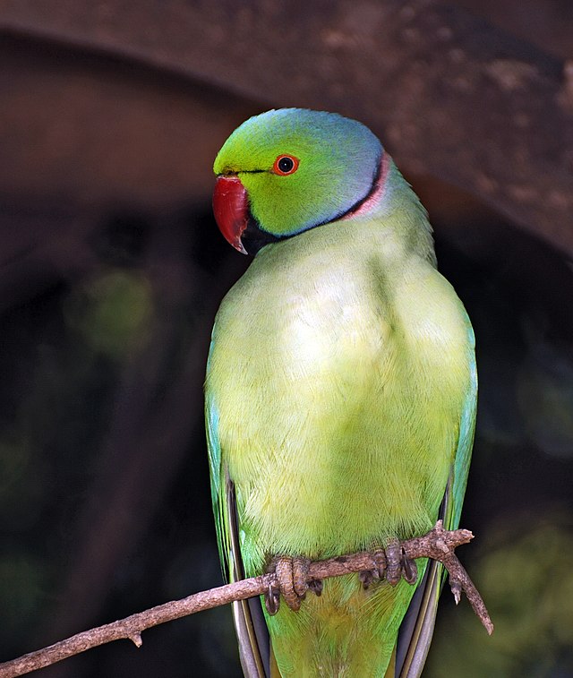 Rose-ringed Parakeet (Psittacula krameri) - Wiki