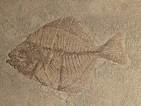 Pasaichthys