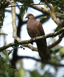 Patagioenas subvinacea -NW Ecuador-8.jpg