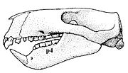 Thumbnail for Paulchoffatiidae