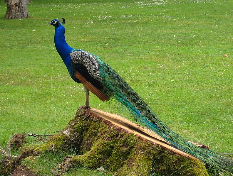 File:PeacockValencay.jpg