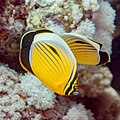 * Nomination Blacktail butterflyfish (Chaetodon austriacus), Red Sea, Egypt --Poco a poco 10:04, 15 July 2023 (UTC) * Promotion Good quality. --ReneeWrites 14:35, 15 July 2023 (UTC)