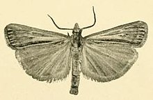 Pediasia pectinicornis.JPG