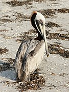 Pelicanus occidentalis