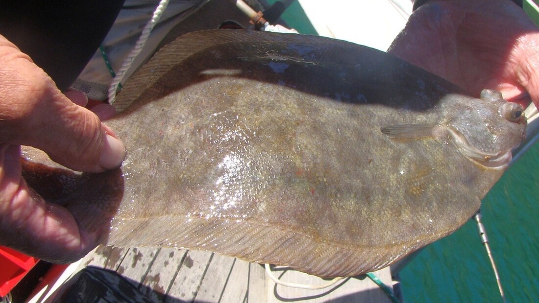 Southern lemon sole