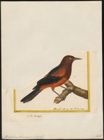 Thumbnail for Martinique oriole