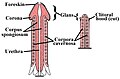 Der Aufbau von Penis (links) und Klitoris im Längsschnitt; analoge Schwellkörpersysteme zwischen Mann und Frau sind farblich gleich dargestellt.