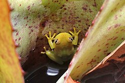 Perereca-das-bromélias (Phyllodytes luteolus) - Yellow heart-tongued frog.jpg