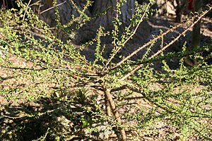 Pereskia portulacifolia 5zz.jpg