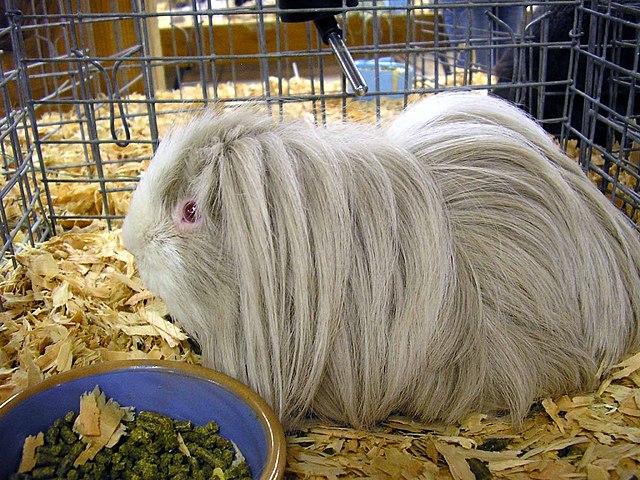 baby peruvian guinea pig