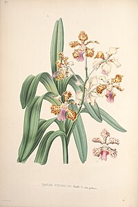 plate 42 Vanda tricolor