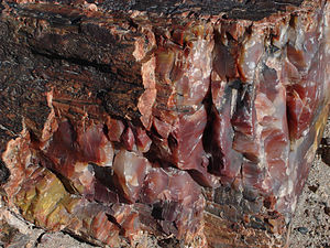 Petrified Wood: Fossilized remains of plants