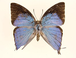 Purlisa giganteus