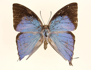 <i>Purlisa</i> Monotypic butterfly genus in family Lycaenidae