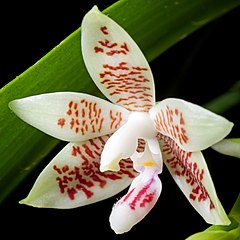 Description de l'image Phalaenopsis inscriptiosinensis Fowlie, Orchid Digest 47 11 (1983) (42121864942) - cropped.jpg.