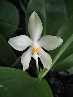 <i>Phalaenopsis micholitzii</i> Species of orchid