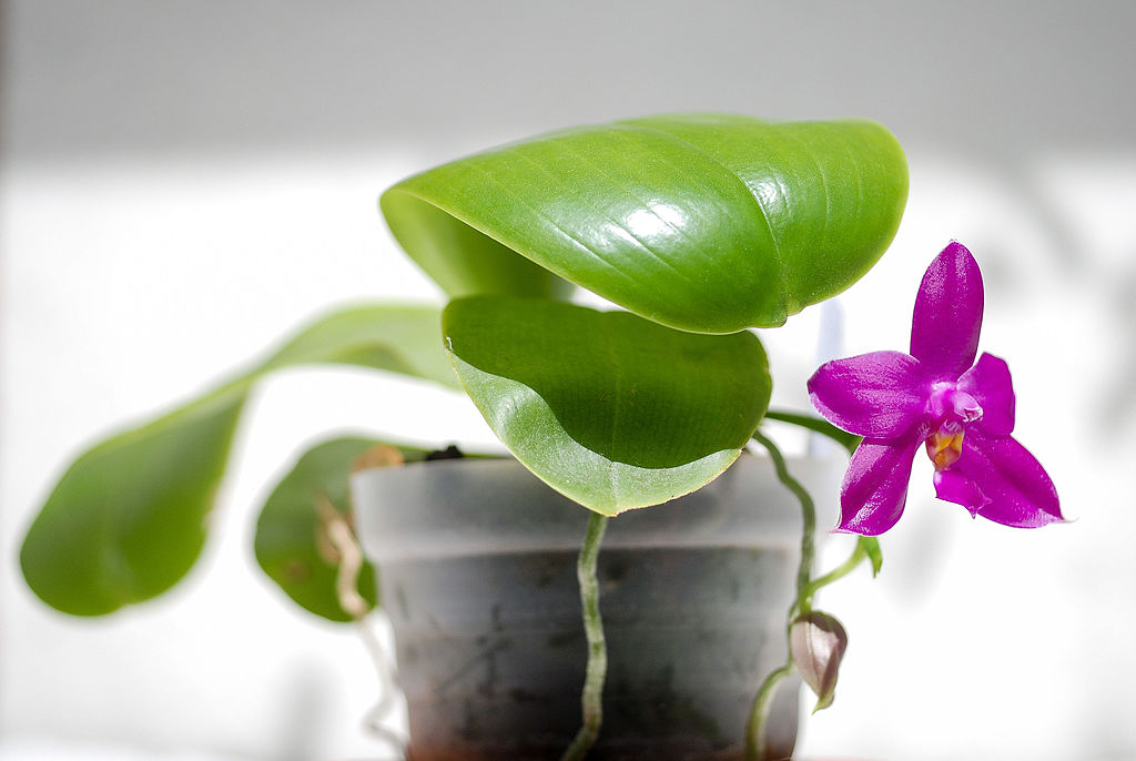 Phalaenopsis violacea (14866867312).jpg