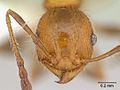 Pheidole haywardi casent0178030 head 1. jpg