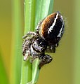 Philaeus chrysops, ♀