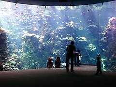 Philippine Coral Reef at the California Academy of Sciences.jpg