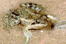 Phrynobatrachus perpalmatus.jpg